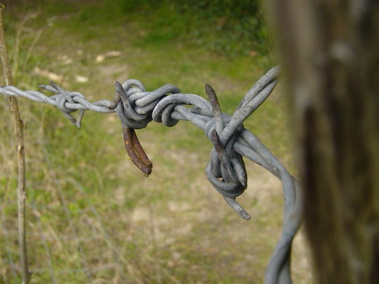 49737875442_9d467eb60a_b