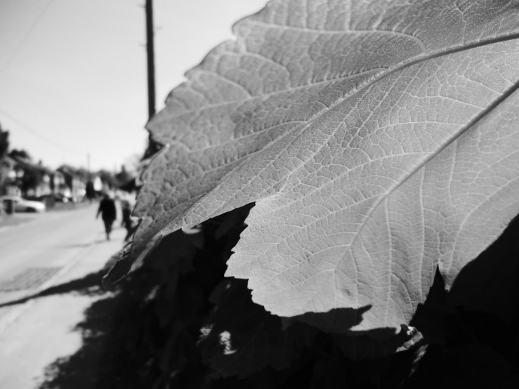 49802365578_b283d0fd47_b