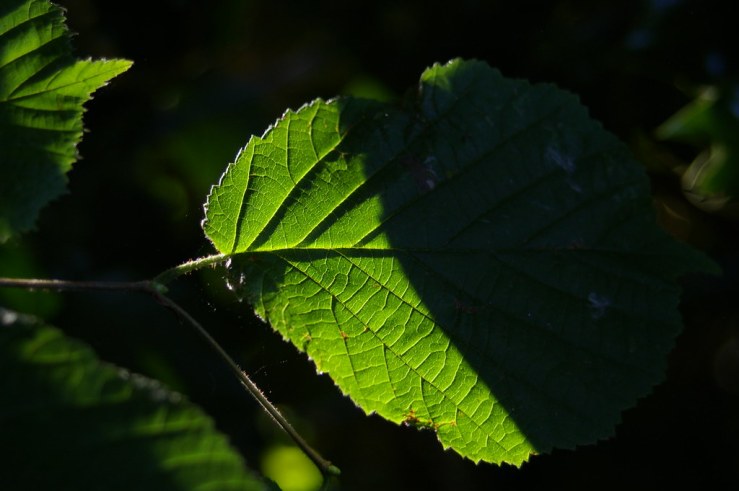 48496540662_31c1228781_b