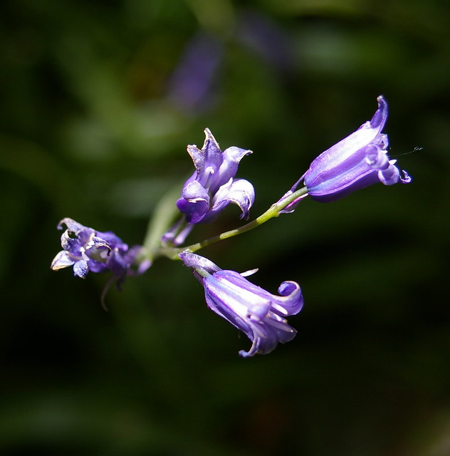 49845830331_b79faa776f_z