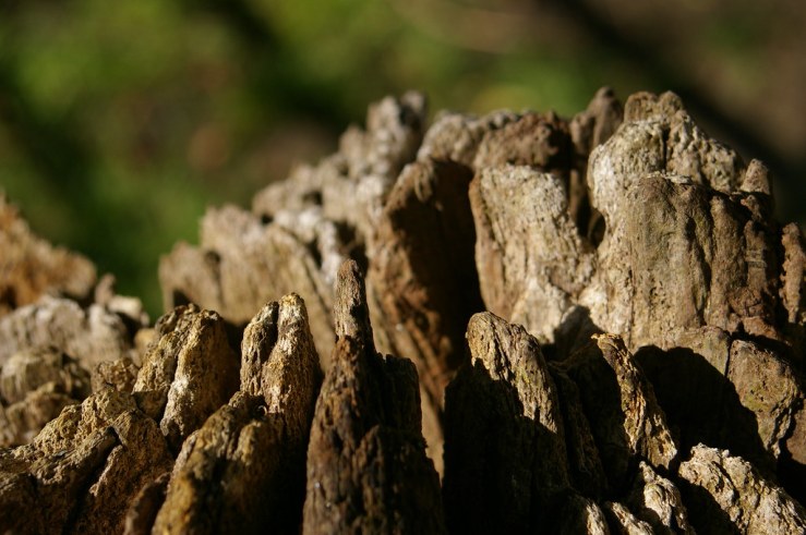 49845830616_814bce50ba_b