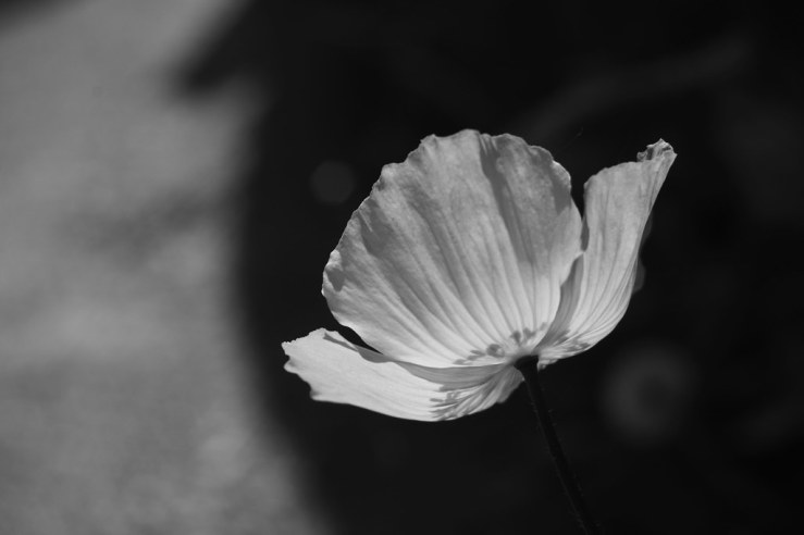 49875272756_f7e47e8048_b