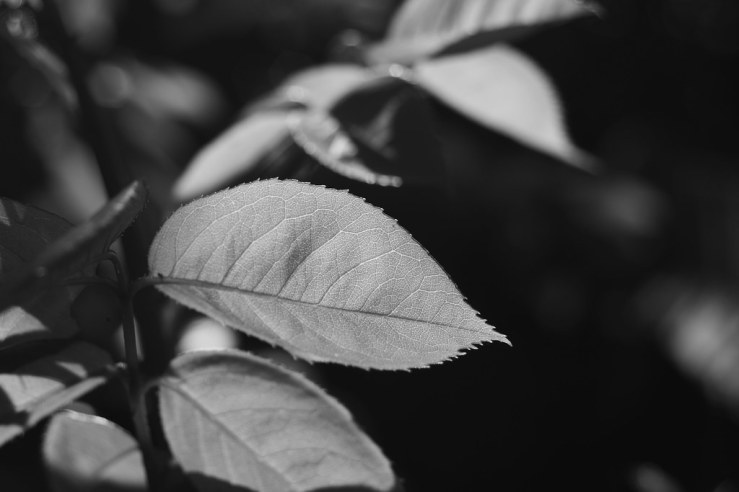 49875273031_2f9777b78e_b