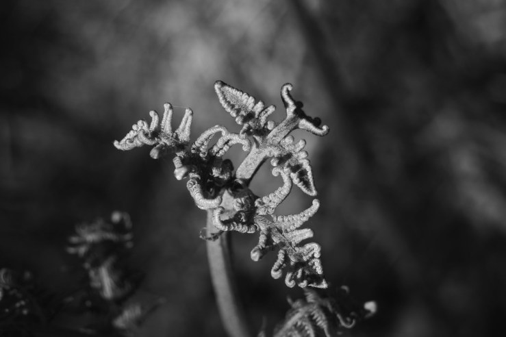 49875582037_44291b72e0_b