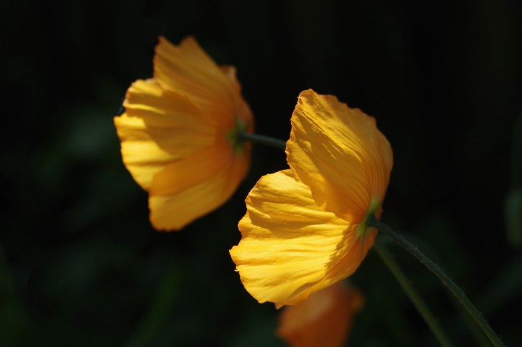 49898938221_b1beae97cd_b