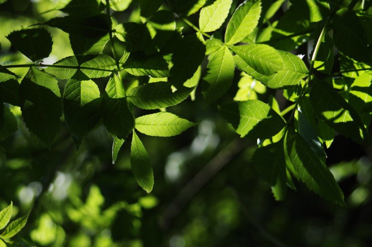 49898974767_a0bf4fe4a6_b-1