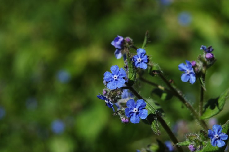 49898974942_a6eab21bb8_b