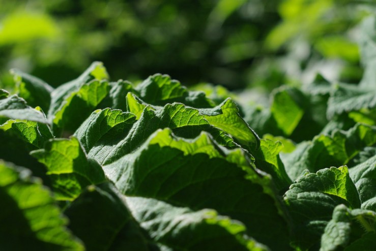 49906489462_9963f3e733_b