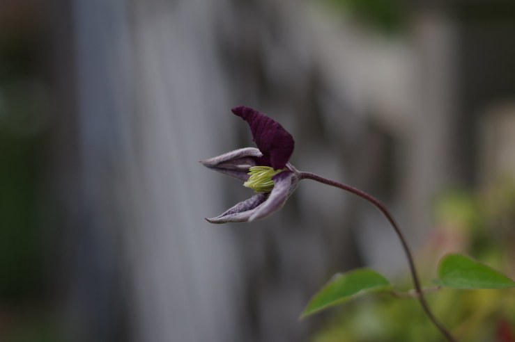 49920515351_7113a40965_b