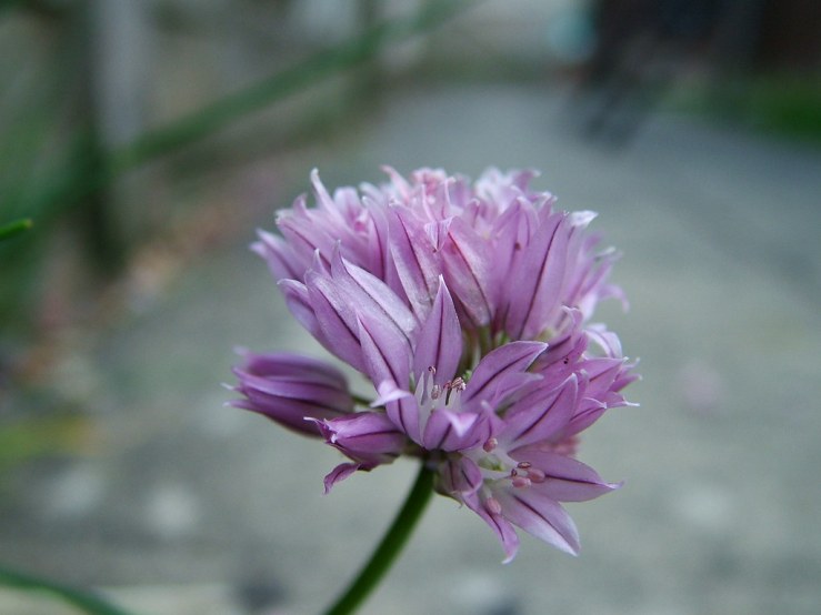 49931570577_2e48b1dc50_b