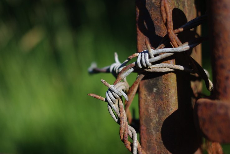 49934809828_1e49994c55_b-1