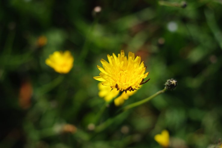 49935320546_ca1473a7c1_b