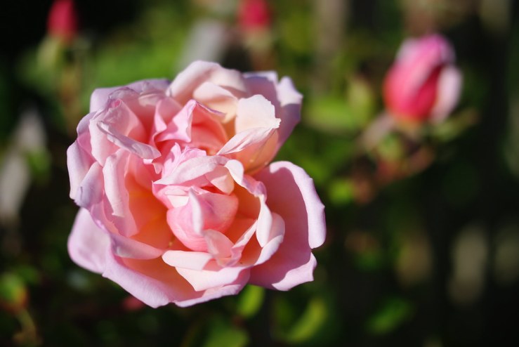 49935623152_105bc79a29_b