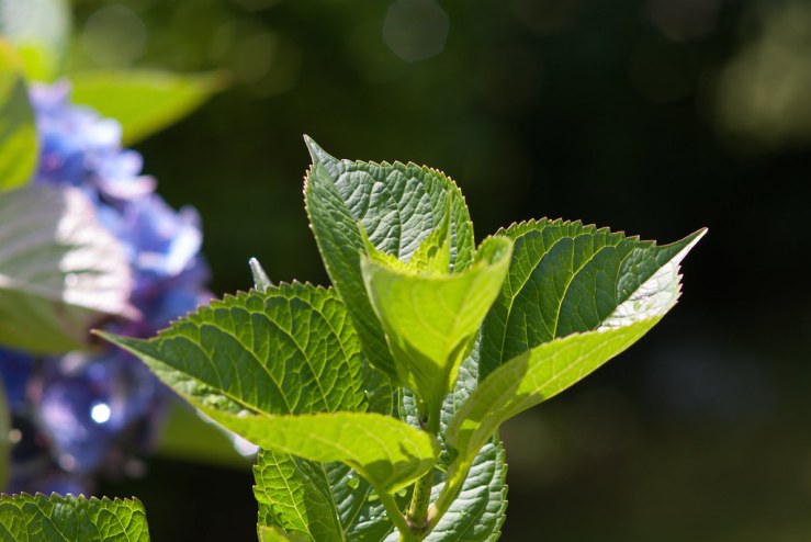 35274064684_c21c4d40ac_b