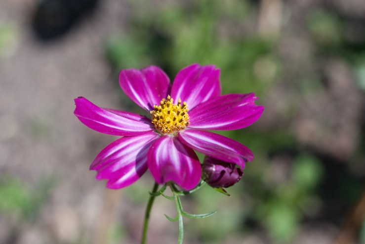 35348915836_f8da4572ee_b