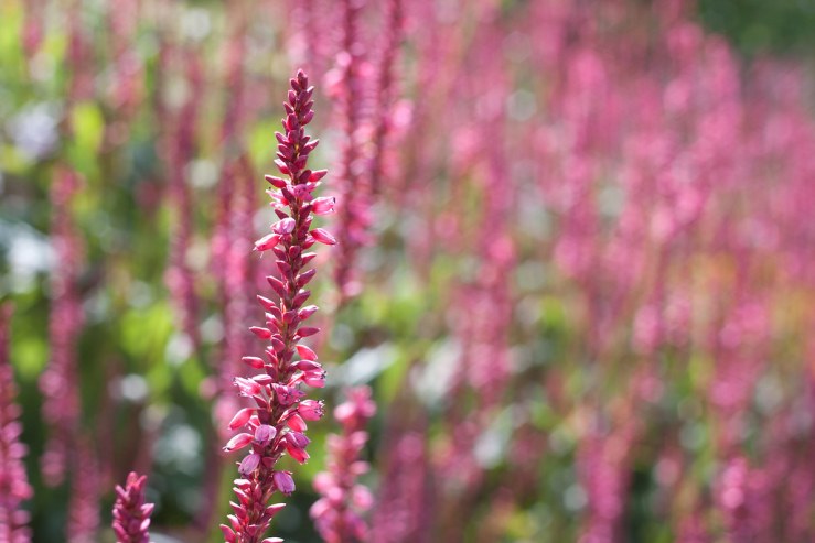 35679528763_5a7d356ce3_b