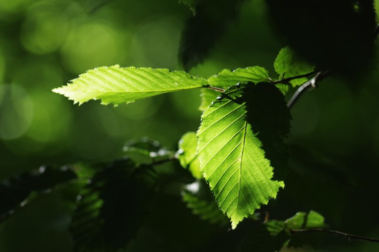 49978318237_8dda705f5b_b