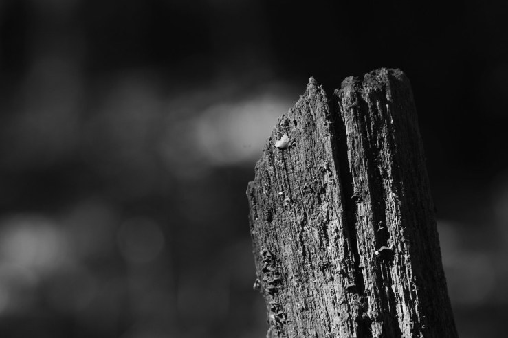 49980960723_0ba4b6c3bc_b