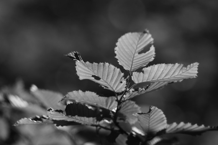 49981489041_c365a3b05c_b