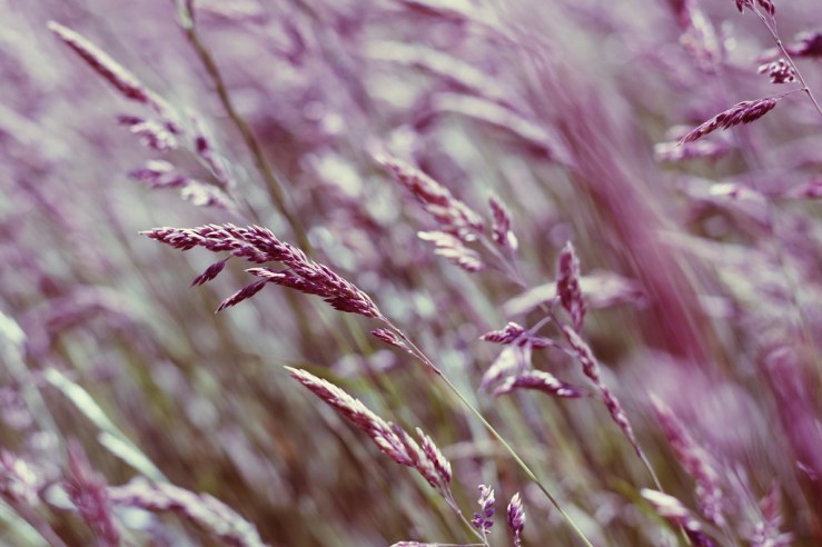 50003428278_22d351d545_b