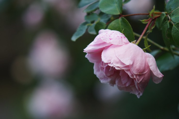 50019893148_a9a2fc1524_b