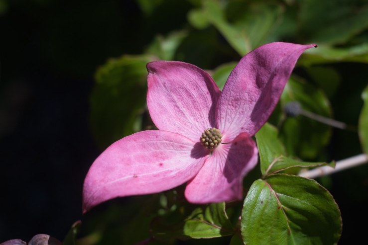 35733732462_000b8d0162_b