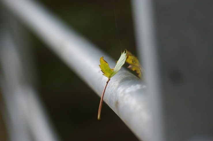 50055953117_c35904e04c_b