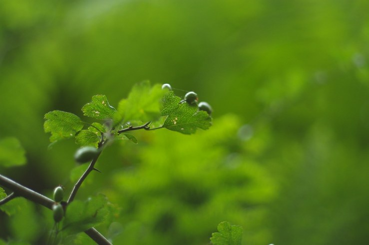 50084324281_66f4ccb3ce_b