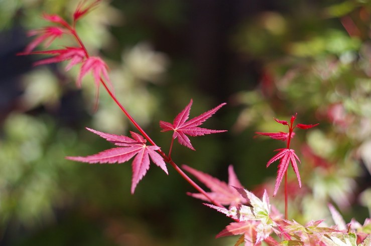 50084324346_19bd83bc8c_b