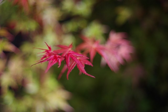 Petri CC Auto 55mm f/1.8 M42 Lens – First Thoughts – 35hunter