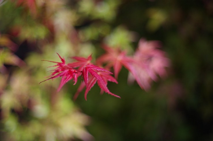 50084561952_cd06362f65_b