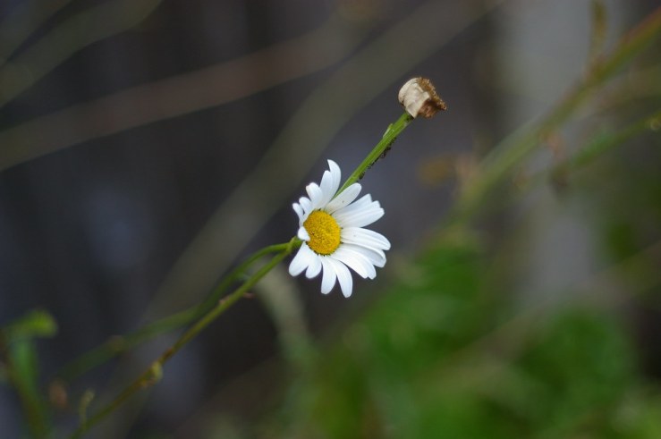 50084562032_cf0433c073_b