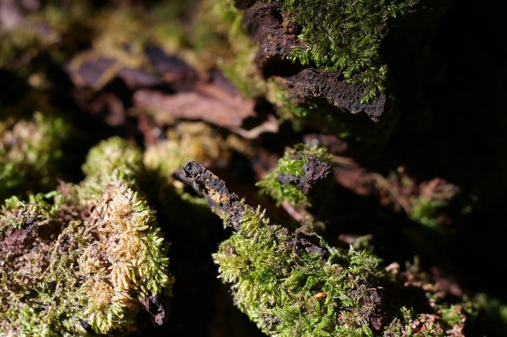 50100968298_bdd1116c85_b