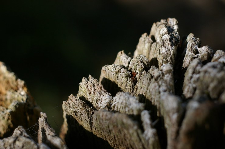 50144633758_ab03b29a51_b