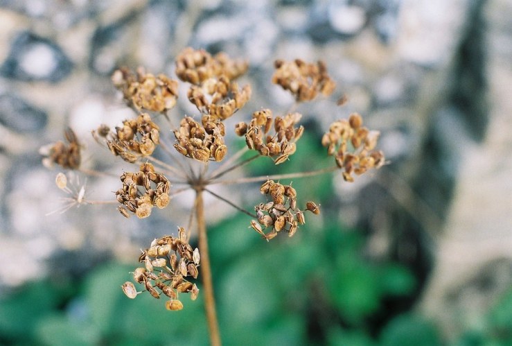 22914291832_5a3e605b23_b