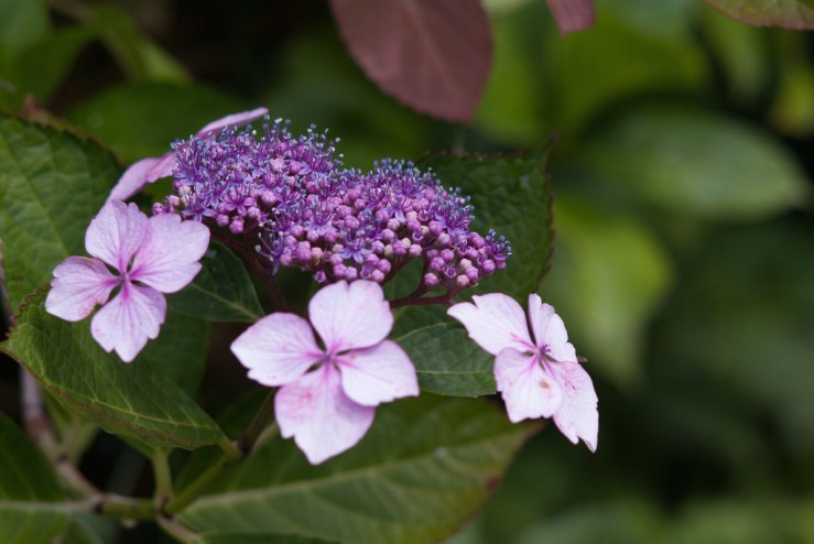 35274065734_22c1e13cbe_b