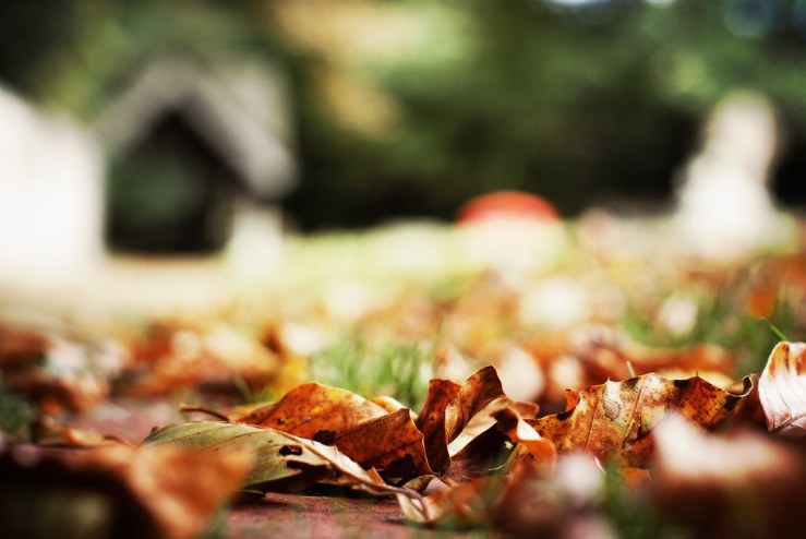 39356646441_18061c247d_b