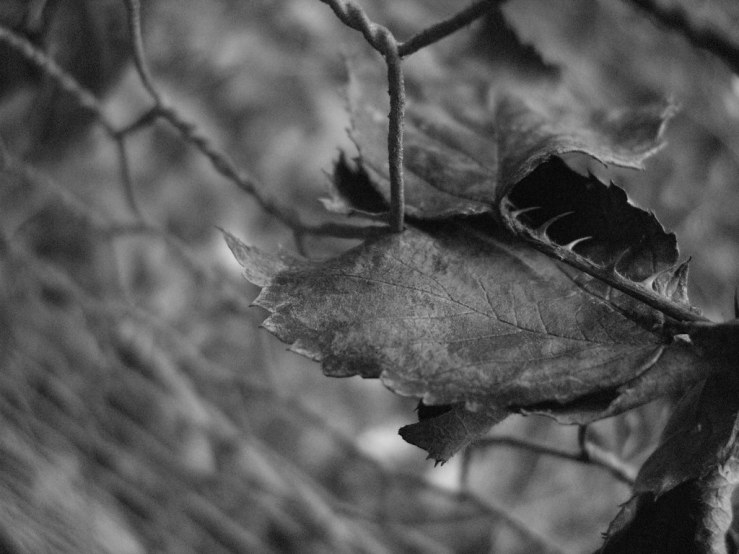 50282106516_6c2d5a6250_b