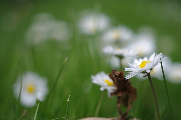 14201004186_baf5266672_b